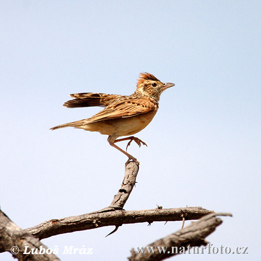 Škovránok hnedotylý (Mirafra africana)