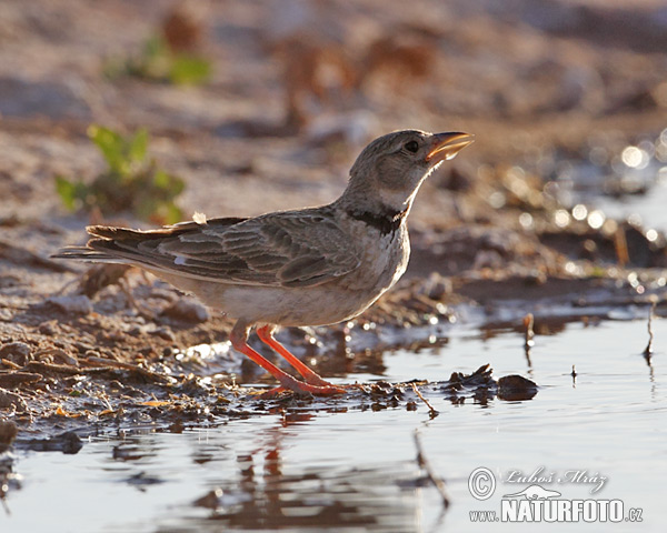 Škovránok stepný (Melanocorypha calandra)