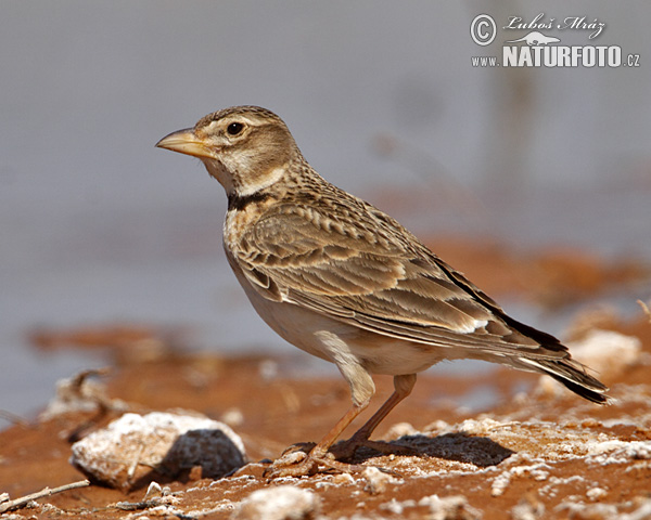 Škovránok stepný (Melanocorypha calandra)