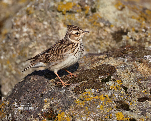 Škovránok stromový lesný (Lullula arborea)