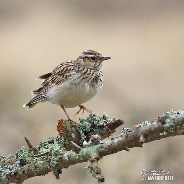 Skřivan lesní (Lullula arborea)