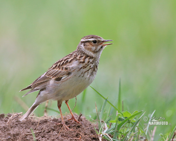 Skřivan lesní (Lullula arborea)