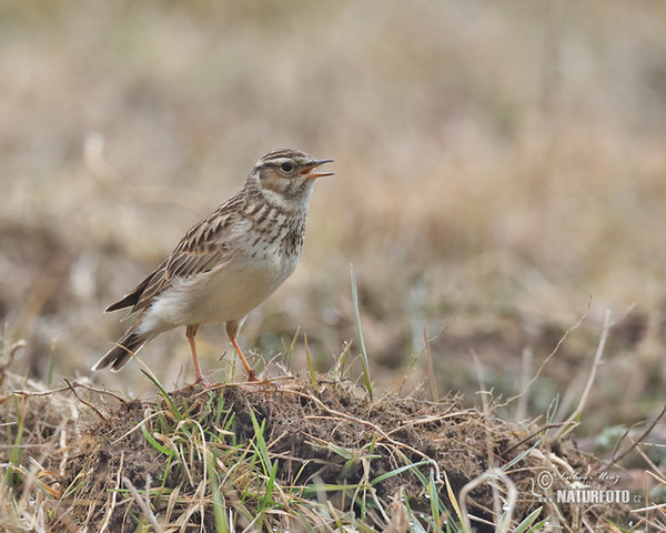 Skřivan lesní (Lullula arborea)