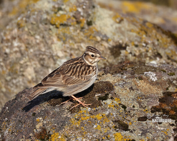 Skřivan lesní (Lullula arborea)