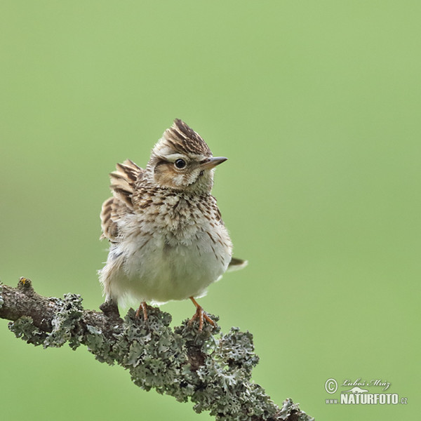 Skřivan lesní (Lullula arborea)