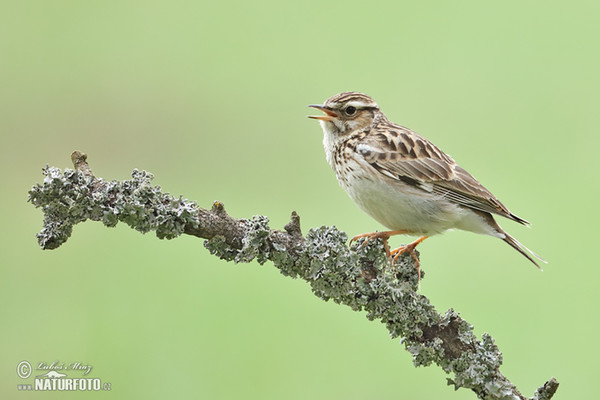 Skřivan lesní (Lullula arborea)