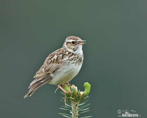 Skřivan lesní (Lullula arborea)