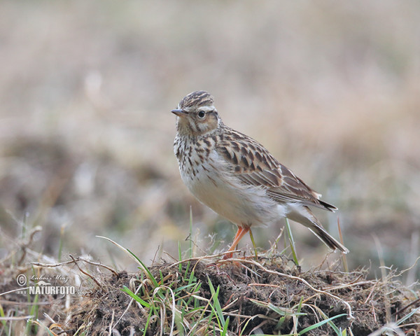 Skřivan lesní (Lullula arborea)