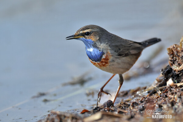 Slavík modráček (Luscinia svecica)