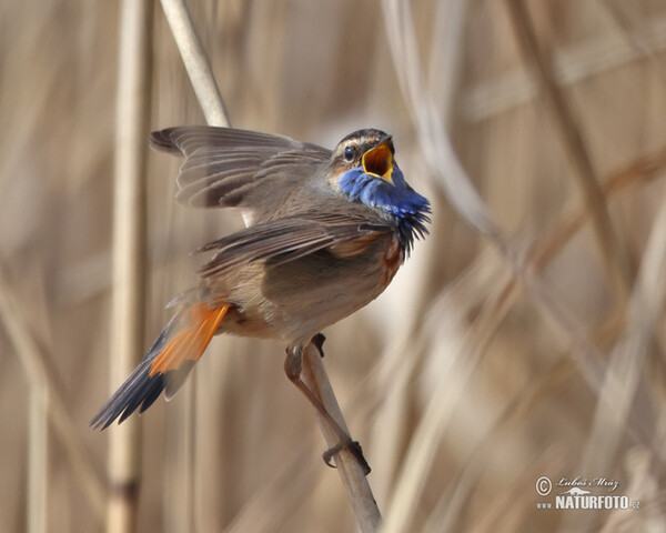 Slávik modrák (Luscinia svecica)