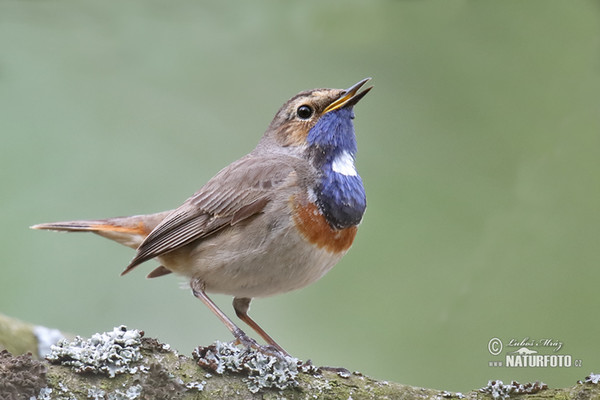 Slávik modrák (Luscinia svecica)