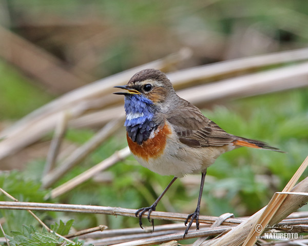 Slávik modrák (Luscinia svecica)