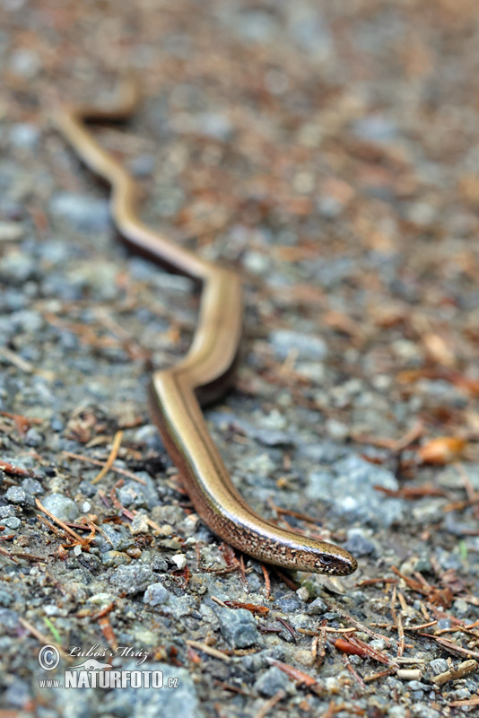 Slepúch lámavý (Anguis fragilis)