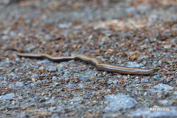 Slepýš křehký (Anguis fragilis)