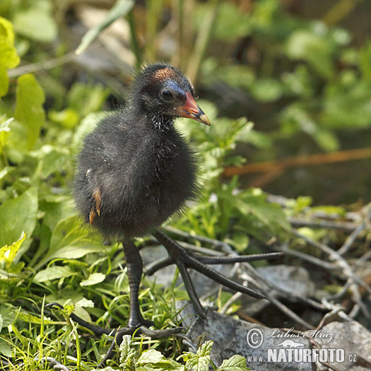 Sliepočka vodná (Gallinula chloropus)