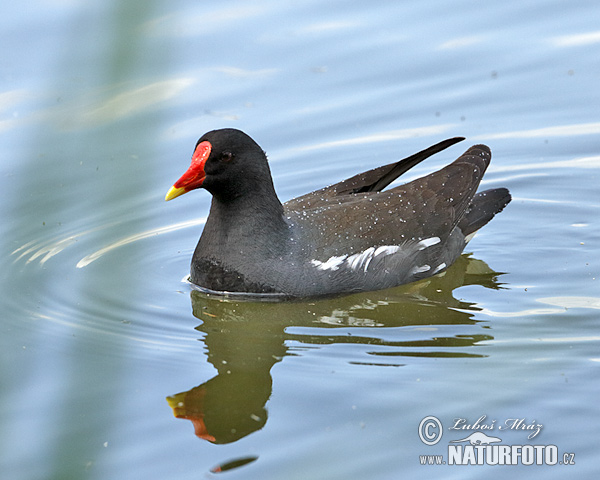 Sliepočka vodná (Gallinula chloropus)