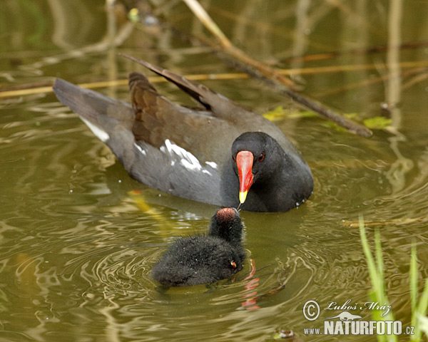 Sliepočka vodná (Gallinula chloropus)