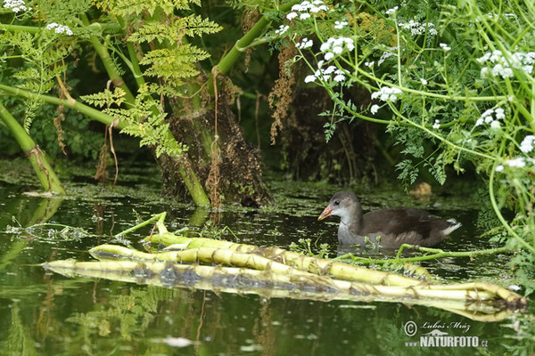 Sliepočka vodná (Gallinula chloropus)