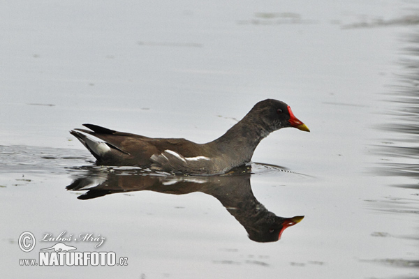 Sliepočka vodná (Gallinula chloropus)