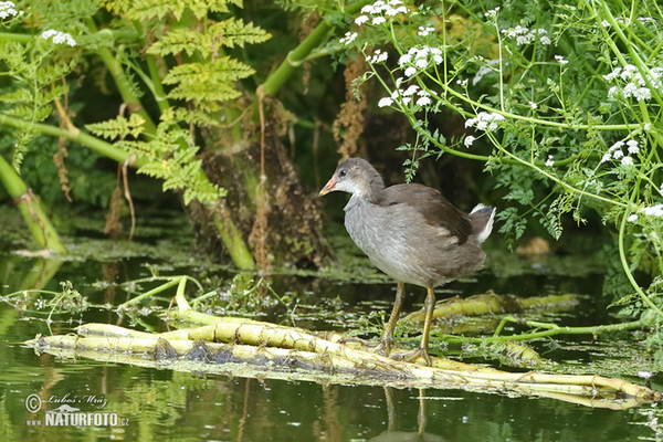 Slípka zelenonohá (Gallinula chloropus)