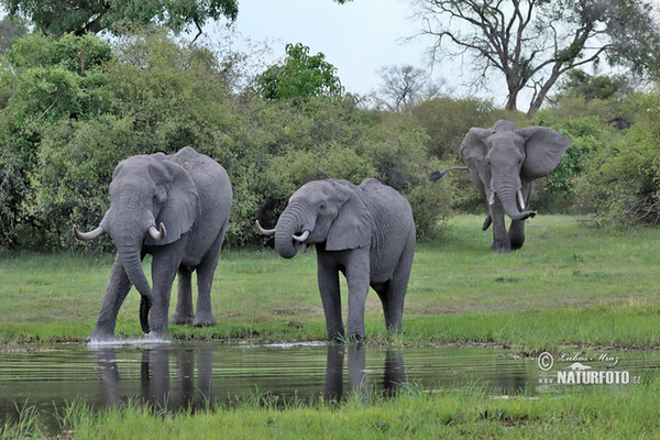 Slon africký (Loxodonta africana)