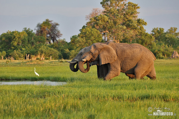 Slon africký (Loxodonta africana)