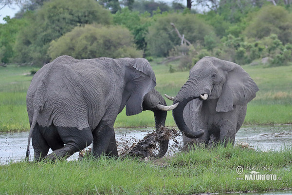 Slon africký (Loxodonta africana)