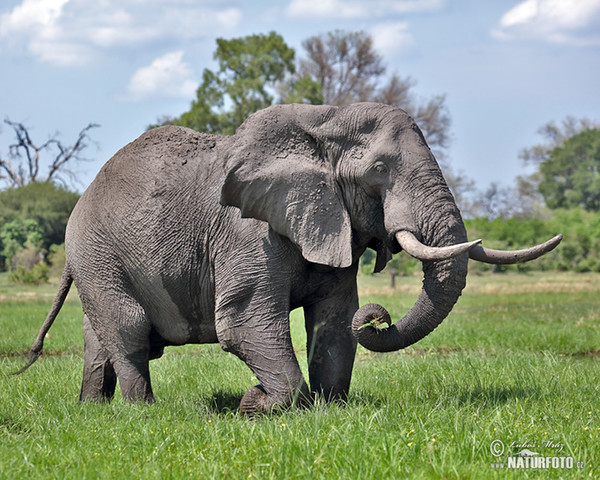 Slon africký (Loxodonta africana)