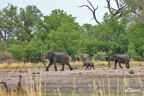 Slon africký (Loxodonta africana)