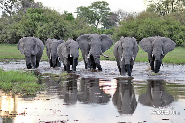 Slon africký (Loxodonta africana)