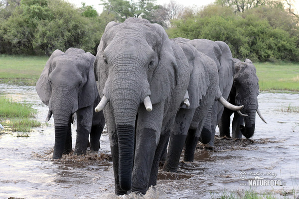 Slon africký (Loxodonta africana)