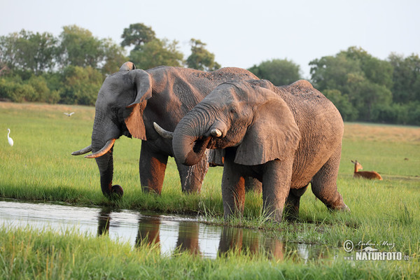 Slon africký (Loxodonta africana)