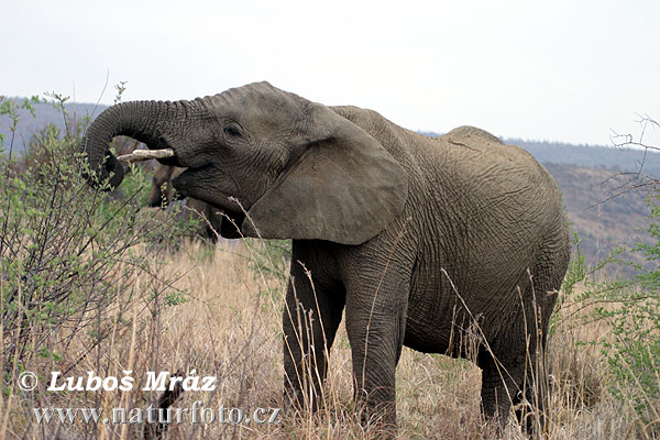 Slon africky stepny (Loxodonta africana)