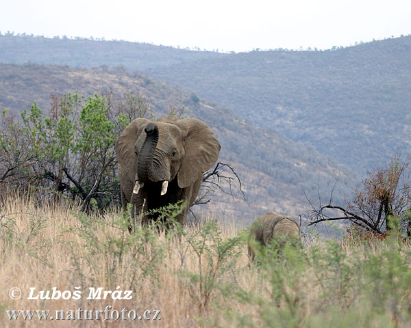 Slon africky stepny (Loxodonta africana)