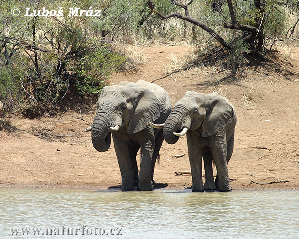 Slon africky stepny (Loxodonta africana)