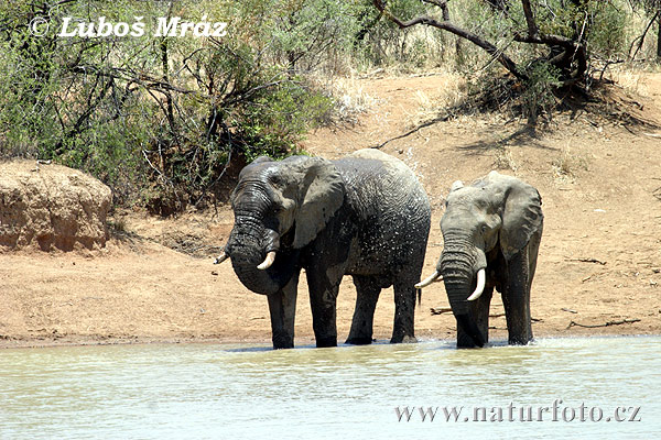 Slon africky stepny (Loxodonta africana)