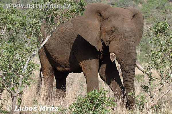 Slon africky stepny (Loxodonta africana)