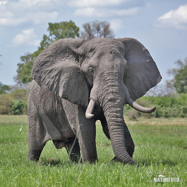 Slon africky stepny (Loxodonta africana)