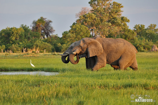 Slon africky stepny (Loxodonta africana)
