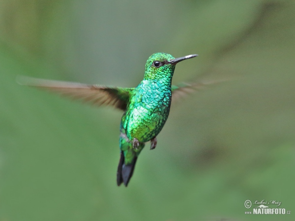 Smaragdovec blyšťavý (Chlorostilbon melanorhynchus)