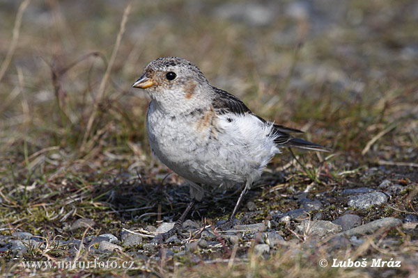 Snehuľka severská (Plectrophenax nivalis)