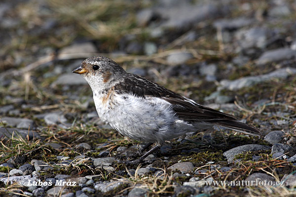 Snehuľka severská (Plectrophenax nivalis)