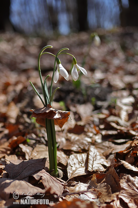 Snežienka jarná (Galanthus nivalis)