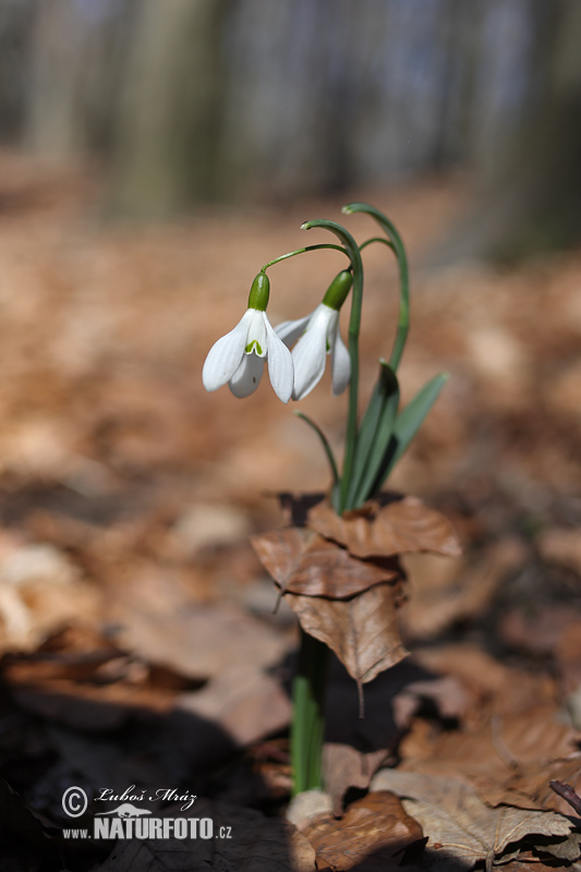 Snežienka jarná (Galanthus nivalis)