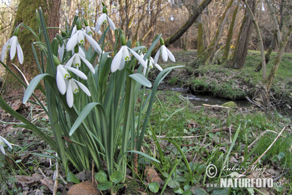 Snežienka jarná (Galanthus nivalis)