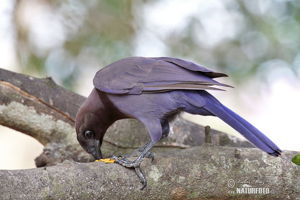 Sojka lesní (Cyanocorax cyanomelas)