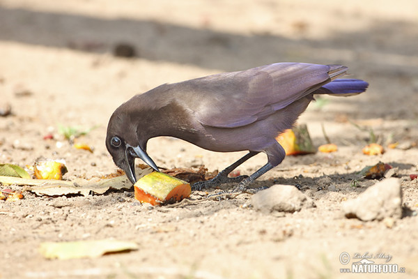 Sojka lesní (Cyanocorax cyanomelas)