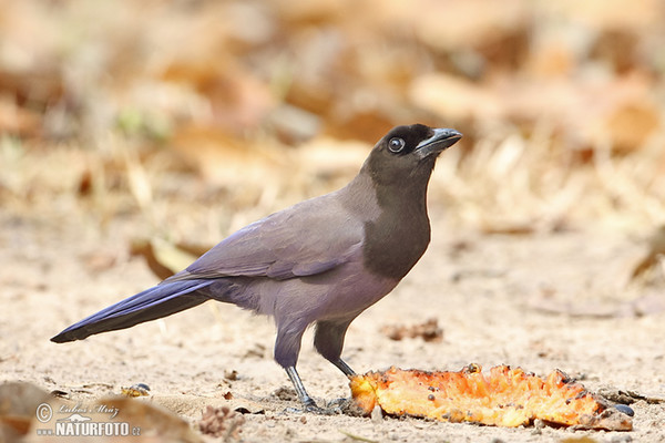 Sojka lesní (Cyanocorax cyanomelas)