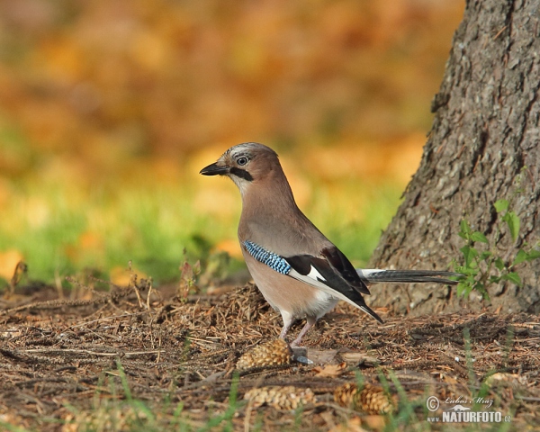 Sojka obecná (Garrulus glandarius)