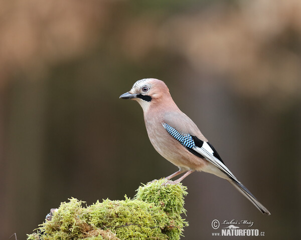 Sojka obecná (Garrulus glandarius)